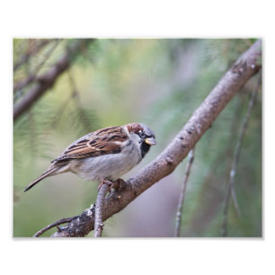 Common House Sparrow in Tree Photography Print Foto Afdruk