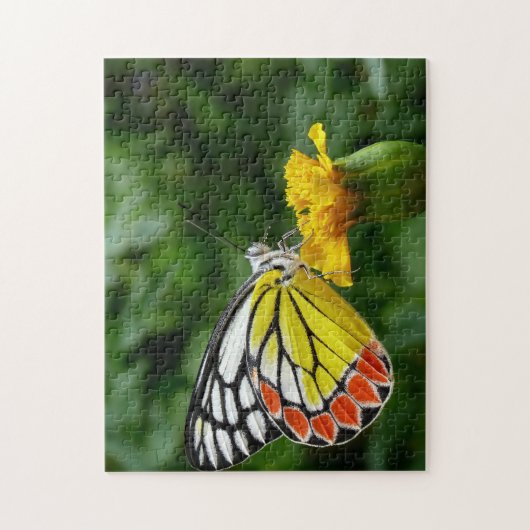 Common Jezebel Butterfly. Legpuzzel (Verticaal)