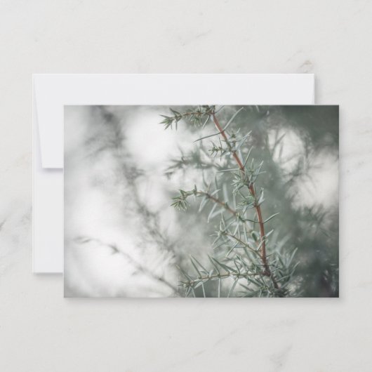 Common Juniper Natuur Foto (Voorkant)