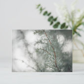 Common Juniper Natuur Foto (Staand voorkant)