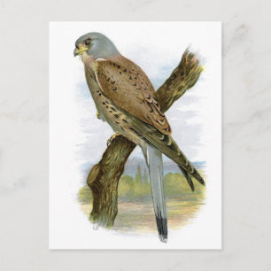 Common Kestrel - Falco tinnunculus Briefkaart