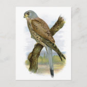 Common Kestrel - Falco tinnunculus Briefkaart (Voorkant)