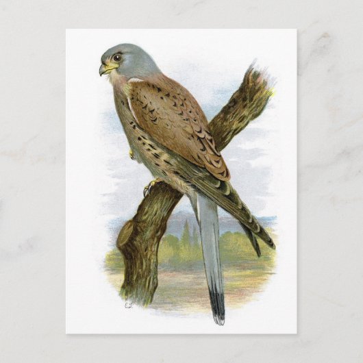 Common Kestrel - Falco tinnunculus Briefkaart (Voorkant)