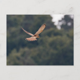 Common Kestrel hovering op zoek naar prooi Briefkaart