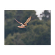Common Kestrel hovering op zoek naar prooi