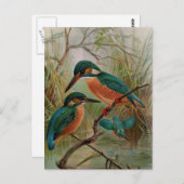 Common Kingfisher Bird Illustration Briefkaart (Voorkant / Achterkant)