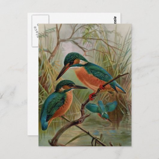 Common Kingfisher  Bird Illustration Briefkaart (Voorkant / Achterkant)