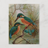 Common Kingfisher  Bird Illustration Briefkaart (Voorkant)