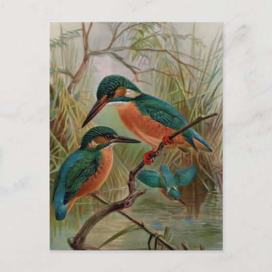 Common Kingfisher Bird Illustration Briefkaart (Voorkant)