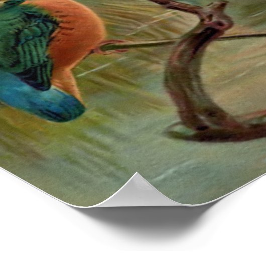 Common Kingfisher Bird Illustration Poster (Hoek)