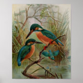 Common Kingfisher  Bird Illustration Poster (Voorkant)