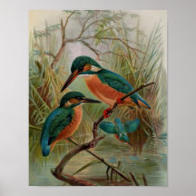 Common Kingfisher Bird Illustration