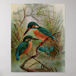 Common Kingfisher  Bird Illustration Poster
