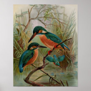 Common Kingfisher  Bird Illustration Poster