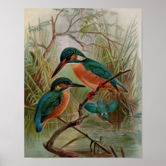 Common Kingfisher Bird Illustration Poster (Voorkant)
