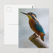 Common Kingfisher Briefkaart (Voorkant / Achterkant)