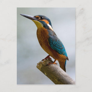 Common Kingfisher Briefkaart