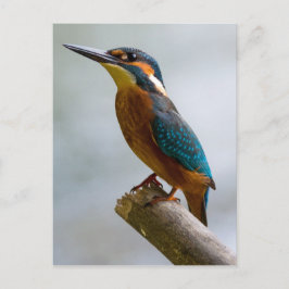 Common Kingfisher Briefkaart