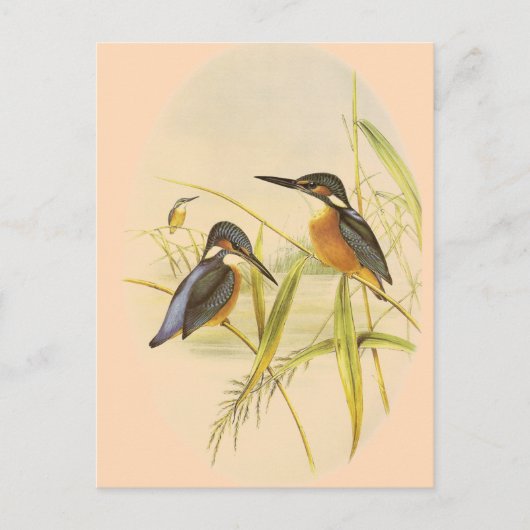 Common Kingfisher Briefkaart (Voorkant)