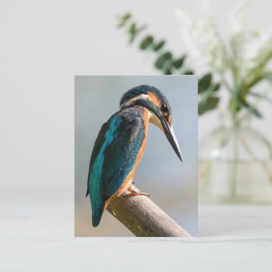 Common Kingfisher Briefkaart (Staand voorkant)