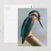 Common Kingfisher Briefkaart (Voorkant / Achterkant)