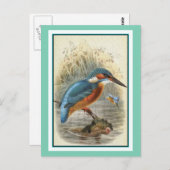 Common Kingfisher Illustratie Briefkaart (Voorkant / Achterkant)