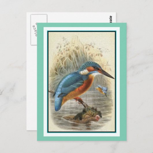 Common Kingfisher Illustratie Briefkaart (Voorkant / Achterkant)