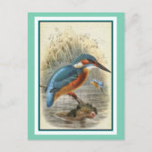 Common Kingfisher  Illustratie Briefkaart (Voorkant)