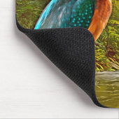 Common Kingfisher Muismat (Hoek)
