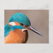 Common Kingfisher Natuur Foto Briefkaart (Voorkant)