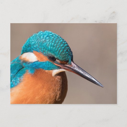 Common Kingfisher Natuur Foto Briefkaart (Voorkant)