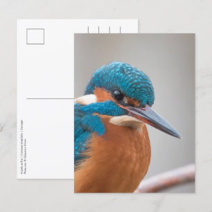 Common Kingfisher Natuur Foto Briefkaart
