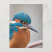 Common Kingfisher Natuur Foto Briefkaart (Voorkant)