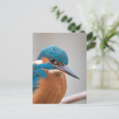 Common Kingfisher Natuur Foto Briefkaart (Staand voorkant)