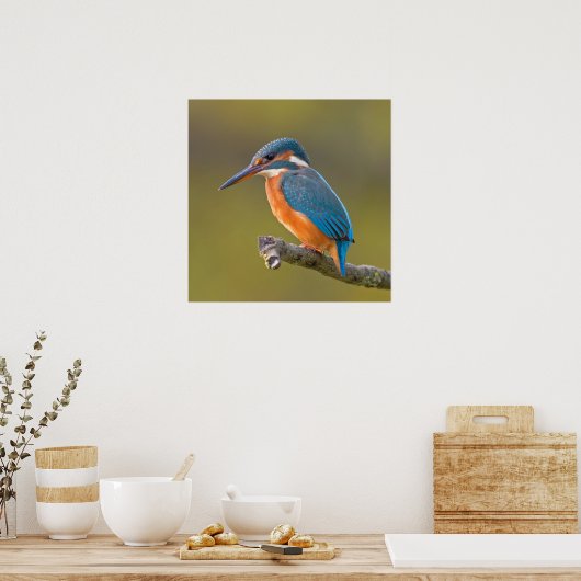 Common Kingfisher Poster (Keuken)