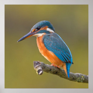 Common Kingfisher Poster