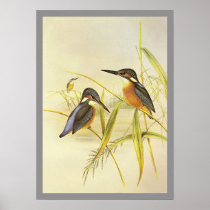 Common Kingfisher Poster