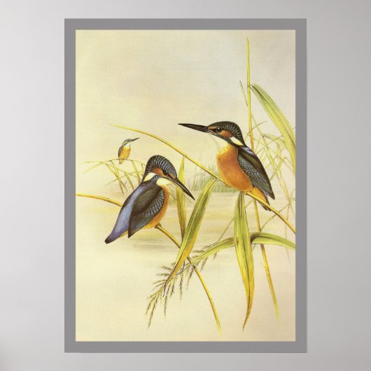 Common Kingfisher Poster (Voorkant)