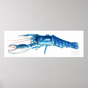 Common lobby blue waterverf fine art print