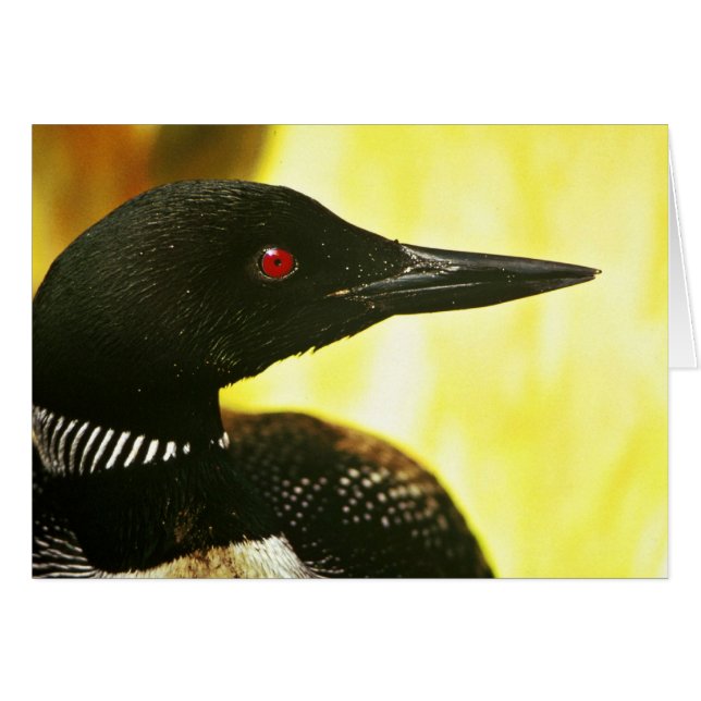 Common Loon (Voorkant Horizontaal)