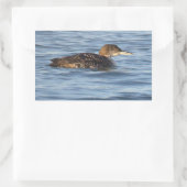 Common Loon Bird Stickers (Tas)