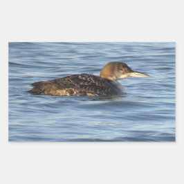 Common Loon Bird Stickers