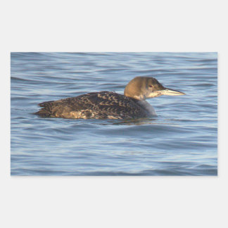 Common Loon Bird Stickers