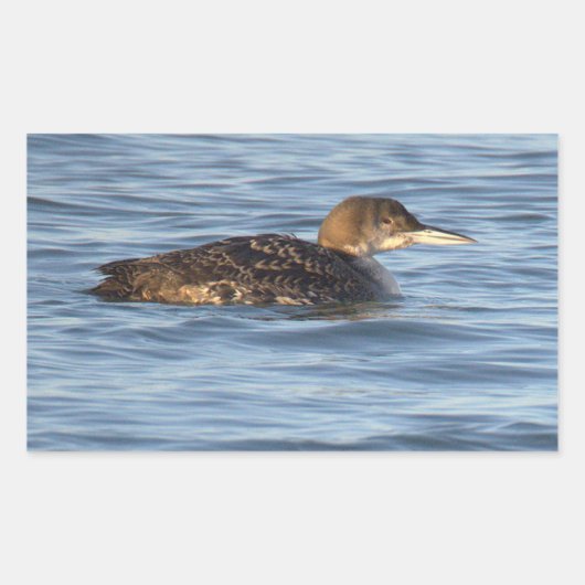 Common Loon Bird Stickers (Voorkant)