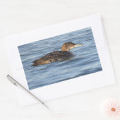 Common Loon Bird Stickers (Envelop)