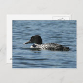 Common Loon Briefkaart (Voorkant / Achterkant)