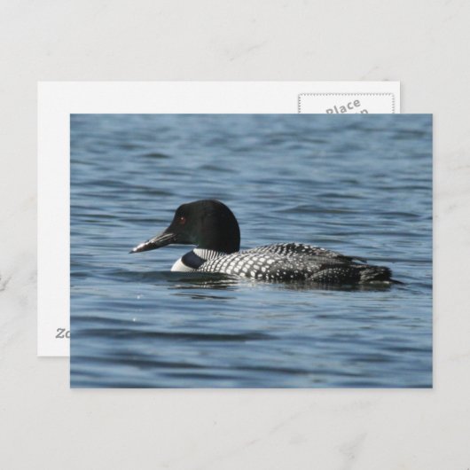 Common Loon Briefkaart (Voorkant / Achterkant)