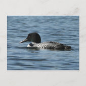 Common Loon Briefkaart (Voorkant)
