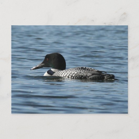 Common Loon Briefkaart (Voorkant)