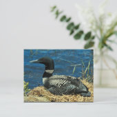 Common Loon Briefkaart (Staand voorkant)